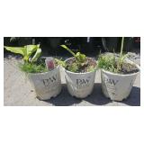 3 Robert Kemp Canna Lily