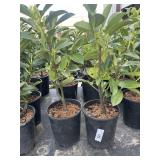 2 compact English laurels.