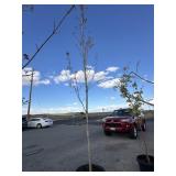 Tree approximately 10 to 12 foot tall