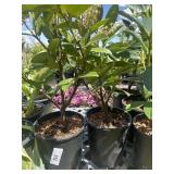 2 Compact English Laurel 1 Gallon