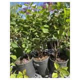 3  Miss Kim dwarf lilacs