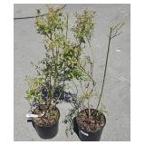 2 Pink Lemonade Blueberry