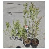 2 Pink Lemonade Blueberry