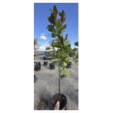 Tree approximately 7 foot tall