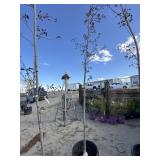 Crimson King Norway Maple tree approximately 10