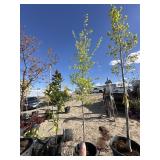 Tree approximately 8 foot tall