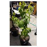 One white lilac approximately 2 ft tall