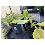 3 Hosta, - 2 Queen of the Sea Hosta, 1 Sunny