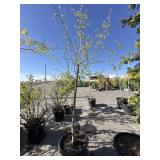 NYSSA Salvatico TUPELO tower tree