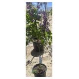 one Sensation French lilac approximately 31/2 ft