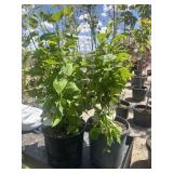 2 Madame lemoine French lilac