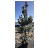 Bull Pine Tree Aprox 7 ft Tall