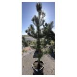 Bull Pine Tree Aprox 7ft Tall