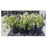 3 Lots 1 ea Tiarella cordifolia  Fiam Flower