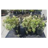 3 Lots 1 ea Tiarella cordifolia  Fiam Flower