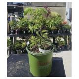 1 Lot 2 Gallon NW Native Plant Collection Red