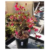 Azalea likely a variety such as hino crimson