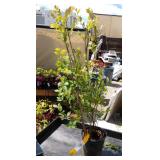 Sweetheart blueberry plant