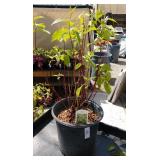 Cornus bailyi