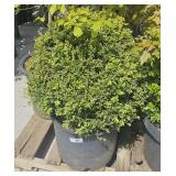 reen Mountain Boxwood