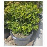 reen Mountain Boxwood