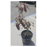 Rough Leaf Hydrangea