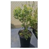 1- 1gallon Top Hat Blueberry