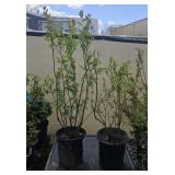 2Lots 1ea Blueberries