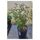 1Lot Spiraea Japonica Japanese Spirea