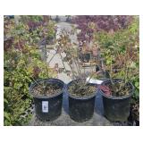 3  Compact Blueberry