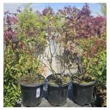 3  Compact Blueberry