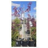 3  Inaba Shidare Japanese Maple Tree