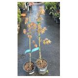 2 Hedge Maple Highest Bidder $2X