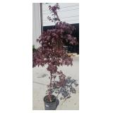 Bloodgood Japanese Maple