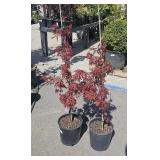 2   Winters Red Japanese Maple