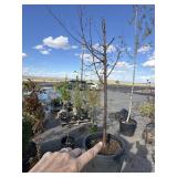 Tree approximately 7-8 foot tall