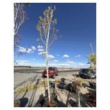 Large maple tree approximately 12 foot tall