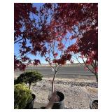 Blood good Japanese maple tree approximately 10