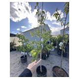 Autumn blaze PYRUS tree approximately 6 foot