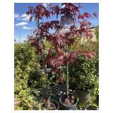 2  Fire Glow Japanese maple