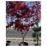 Blood good Japanese maple tree approximately 10