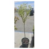 Hibiscus syrlacus Magenta Chiffon (Rose of Sharon)