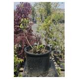 1-5 Gallon Duke Blueberry