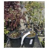 2  Cabernet Splash Blueberry