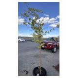 Maple tree approximately 7 foot tall