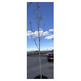 Tree approximately 10 to 12 foot tall