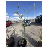 FUYU persimmon tree approximately 6 foot tall
