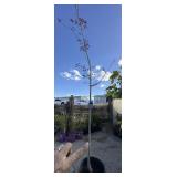 Crimson King Norway Maple Shade tree