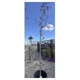 Crimson King Norway Maple tree approximately 10