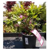 two lots one each Herbert azalea